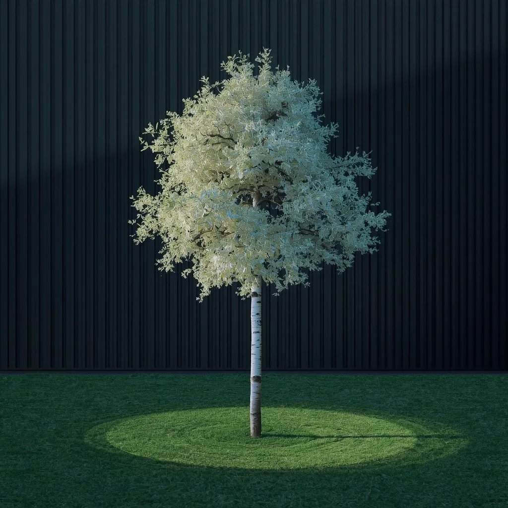 Single silver birch tree glowing against a dark fence in a lawn