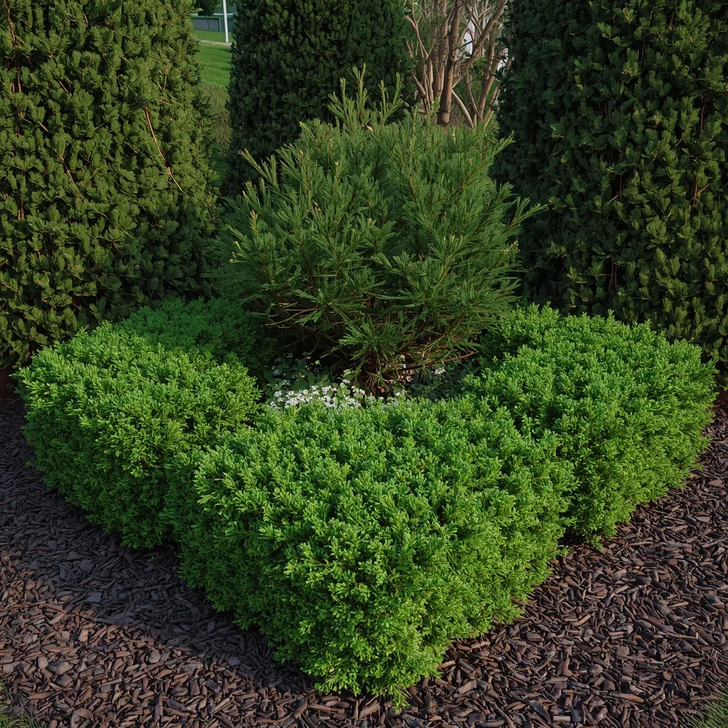 Evergreen structure corner bed